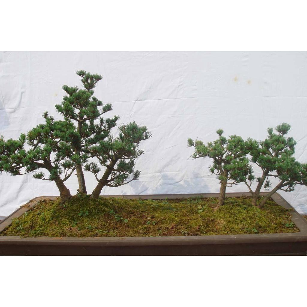 Hạt giống cây tùng la hán KNS3442 - Gói 10 hạt