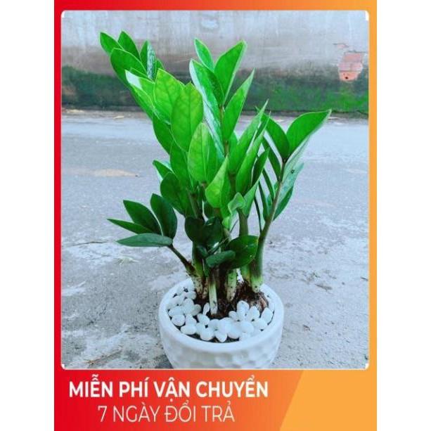 Chậu Kim Tiền
