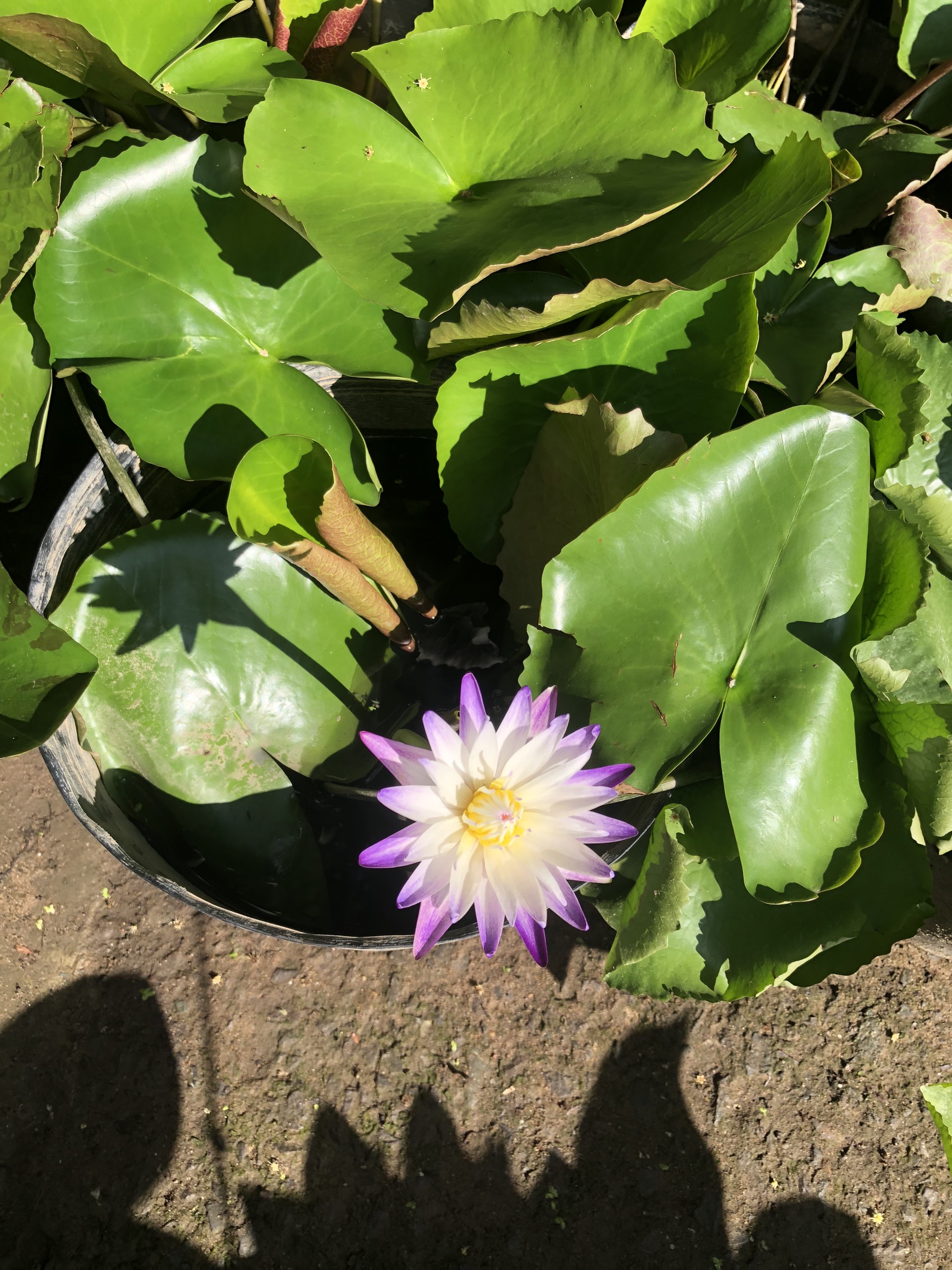 Chậu cây bông Water Lily hoa màu tím trắng