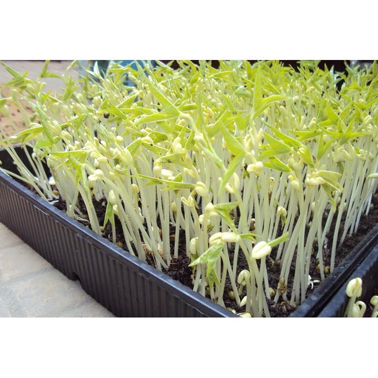 Hạt Giống Mầm Giá Đậu Xanh Phú Nông - Key: Đất sạch, Phân Bón, Hữu Cơ, Xơ Dừa