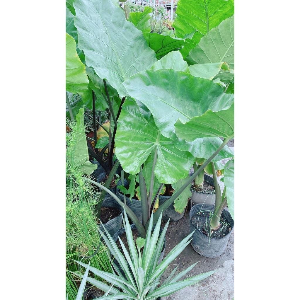 Cây Ráy Voi Hàng Lớn