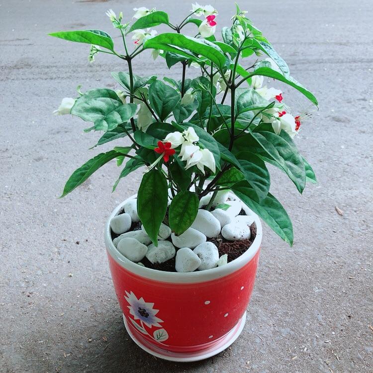 Chậu Cây Ngọc Nữ