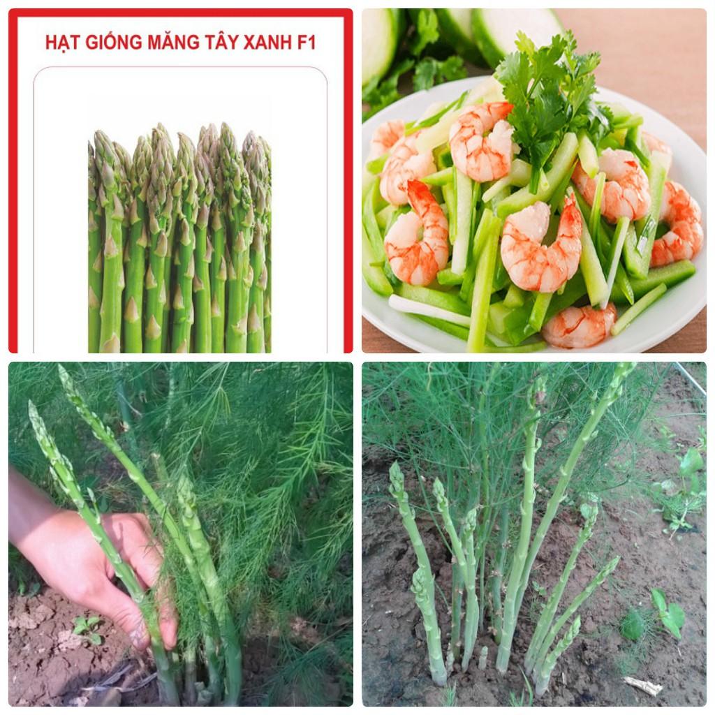 Hạt Giống Măng Tây Xanh Thái Lan - gói 100g