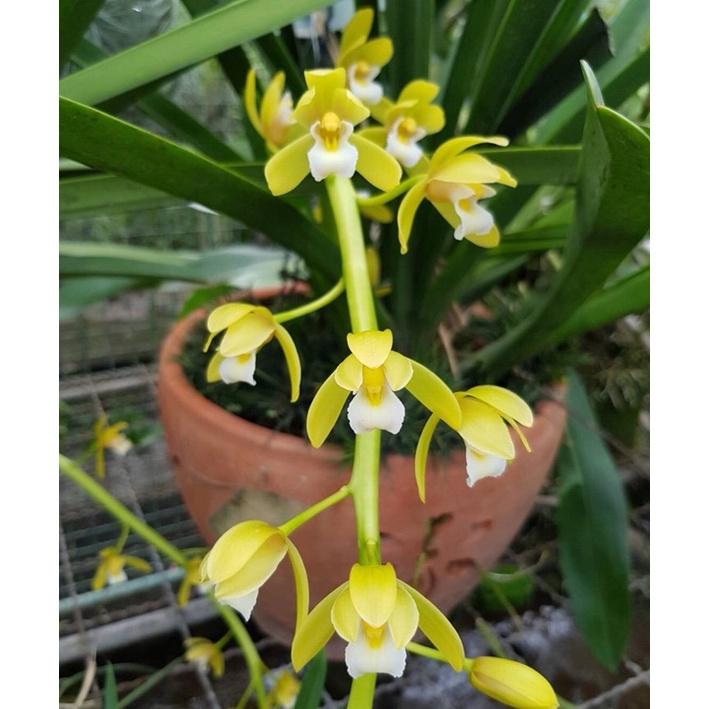 CHẬU LAN KIẾM VÀNG LƯỠI TRẮNG THÁI LAN , MẶT HOA ĐỘT BIẾN, BẢO HÀNH MẶT HOA THEO YÊU CẦU