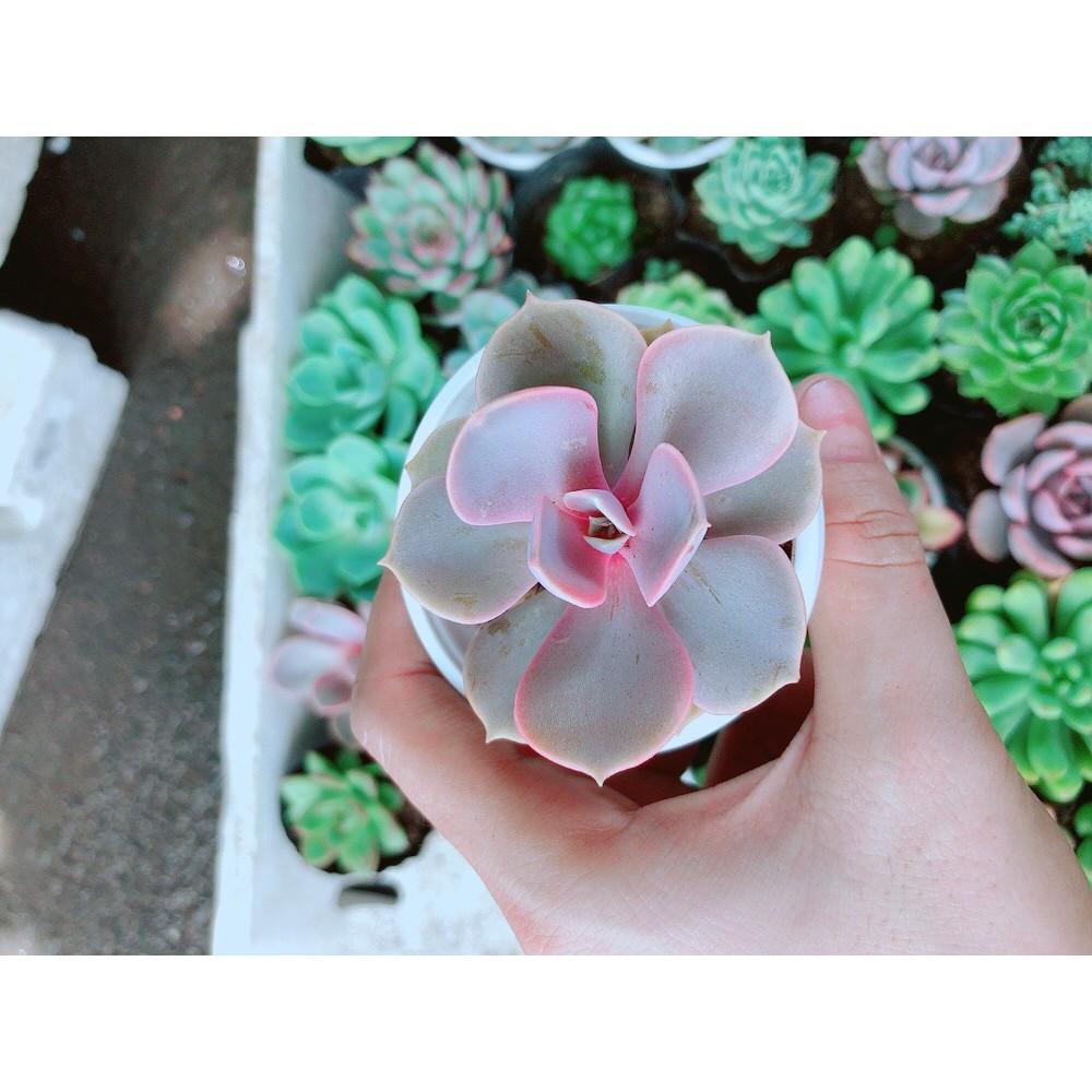 Combo 10 Cây Sen Đá