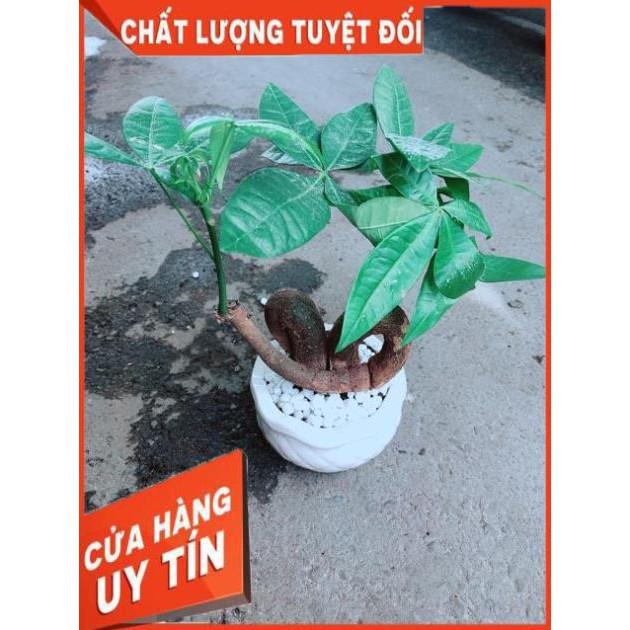 Chậu Kim Ngân Nơ