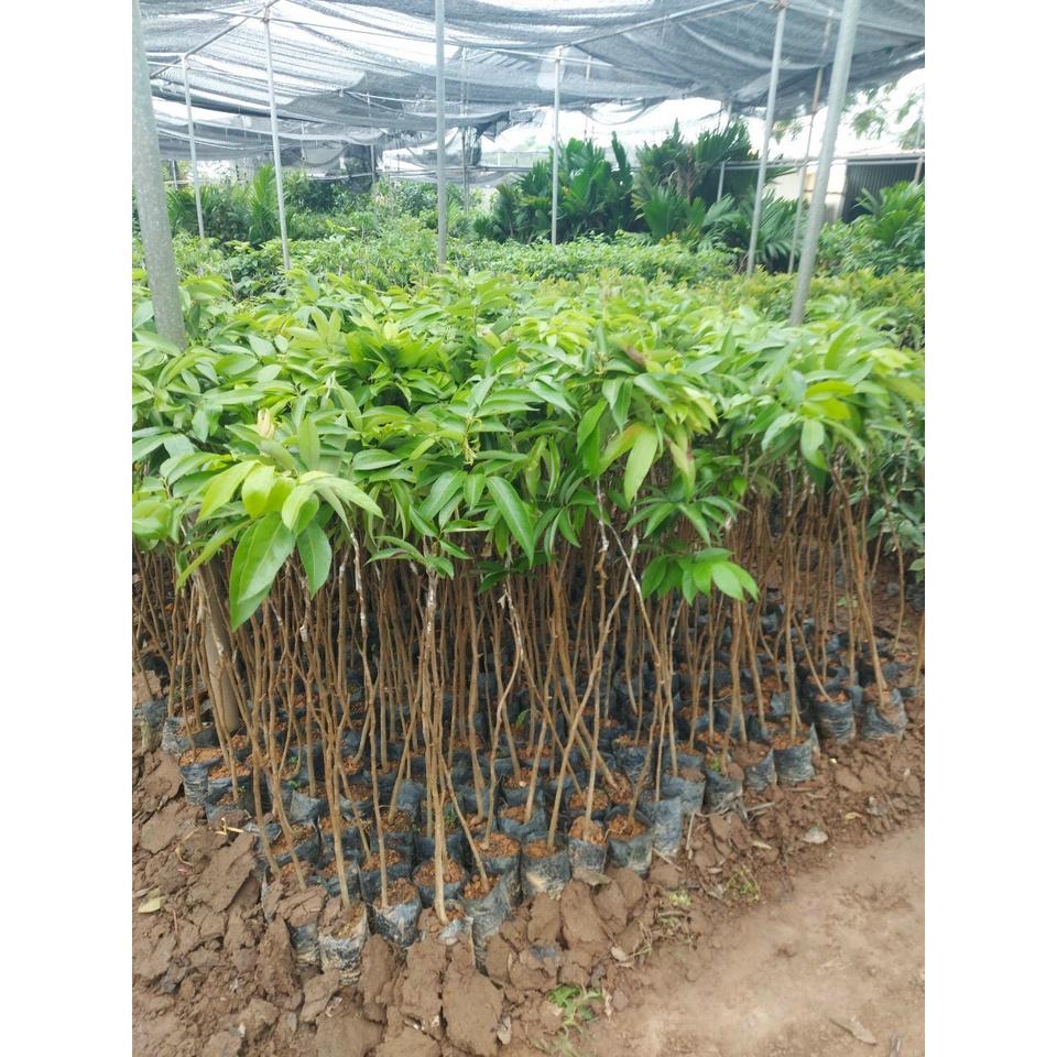 CÂY VẢI KHÔNG HẠT F1, SIÊU NGỌT, CÂY GIỐNG ĐẠI HỌC NÔNG NGHIỆP
