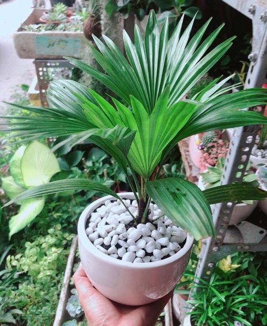 Chậu Cây Cọ Kiểng
