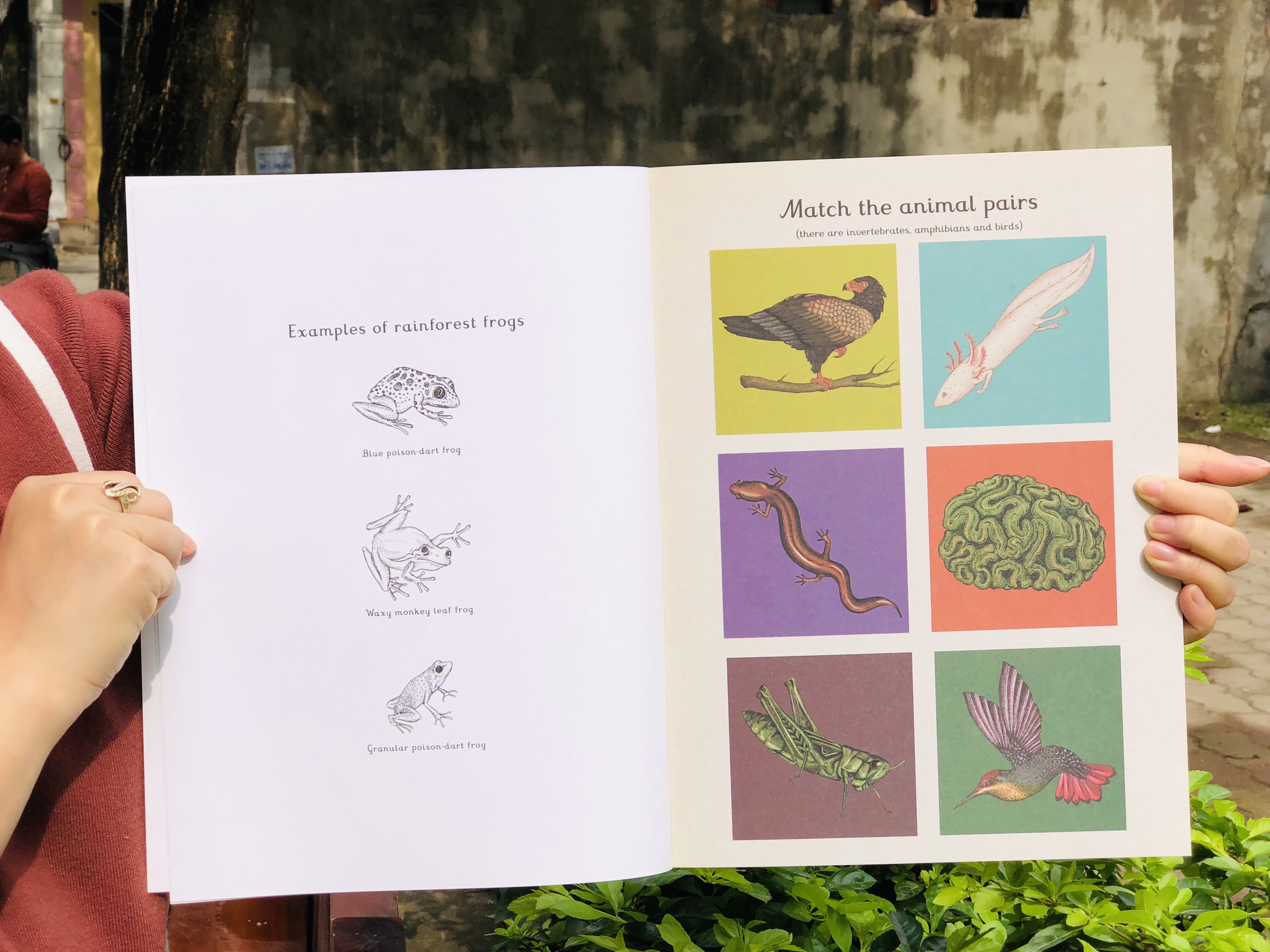 Animalium Activity Book