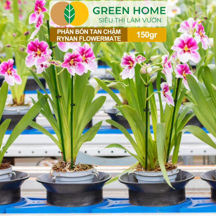 Phân Bón Thông Minh Rynan GreenHome, Hũ 150gr, Giải Pháp Dinh Dưỡng Tan Chậm Cho Lan Và Cây Cảnh