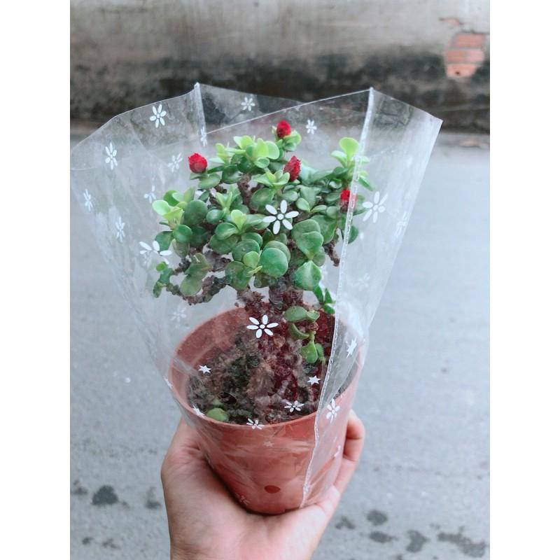 Cành Vàng Lá Ngọc Cổ Thụ