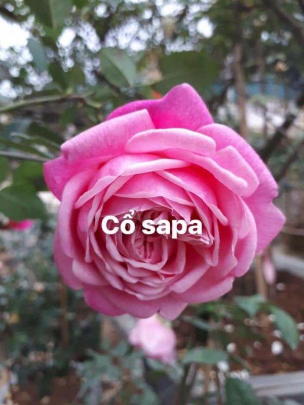 com bo 5 cây Hoa Hồng Cổ Sapa