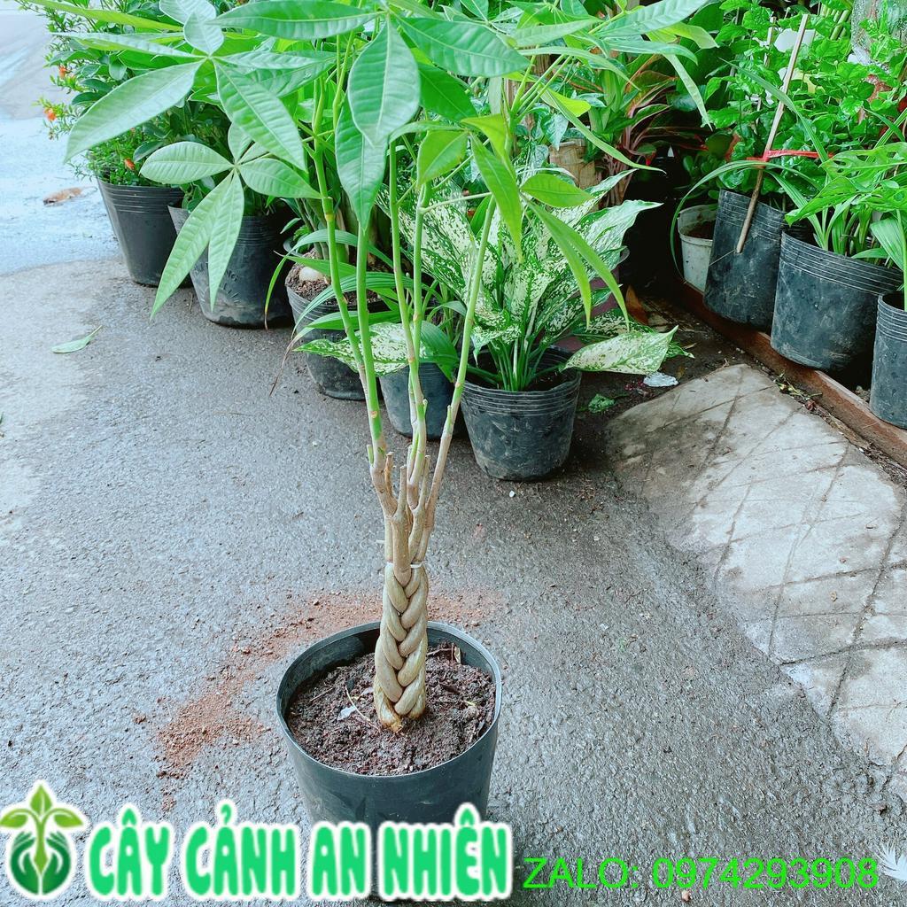 Kim Ngân Thắt Bím Cao 60cm