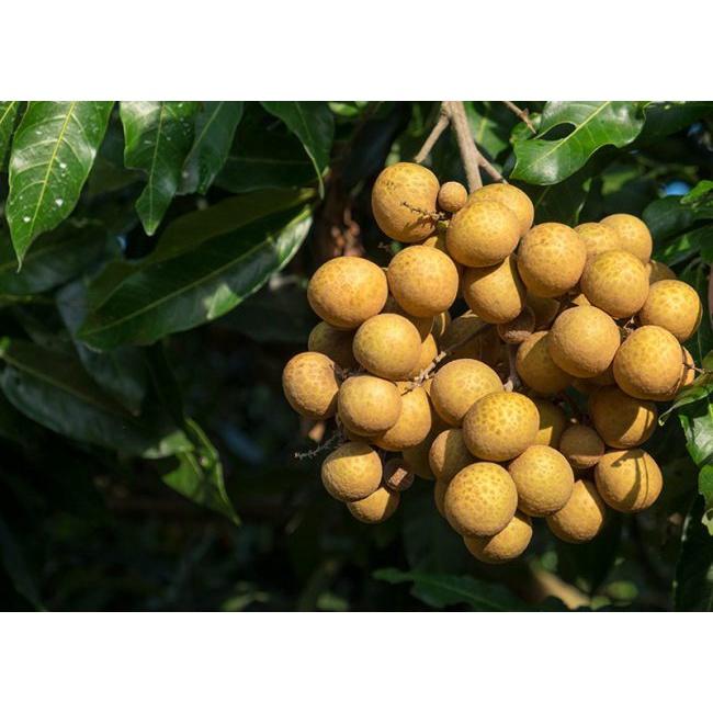 CÂY GIỐNG NHÃN QUẾ