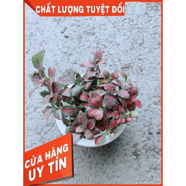 Chậu Cẩm Nhung Đỏ