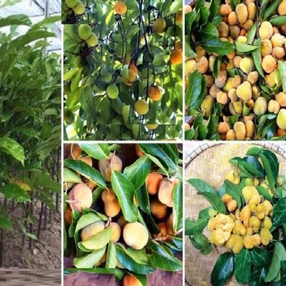 Hạt Giống Cây Chay KNS3 - Gói 20 hạt