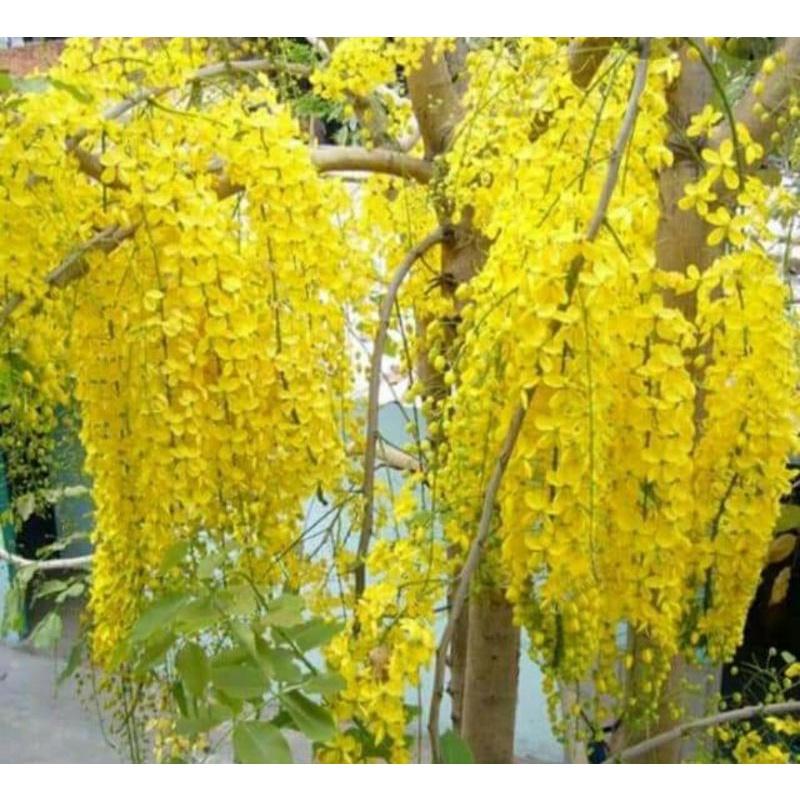 Hạt giống muồng hoàng yến