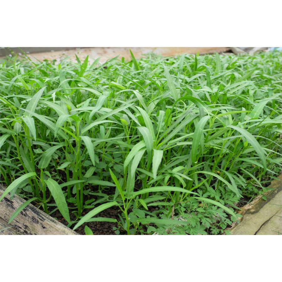 Hat Giống Rau Muống Lá Tre -