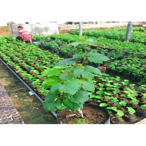 CÂY GIỐNG NHO HẠ ĐEN KHÔNG HẠT DK-01,SIÊU QUẢ, SIÊU KINH TẾ, CAM KẾT GIỐNG CHUẨN F1 - CGNHDKHSQ
