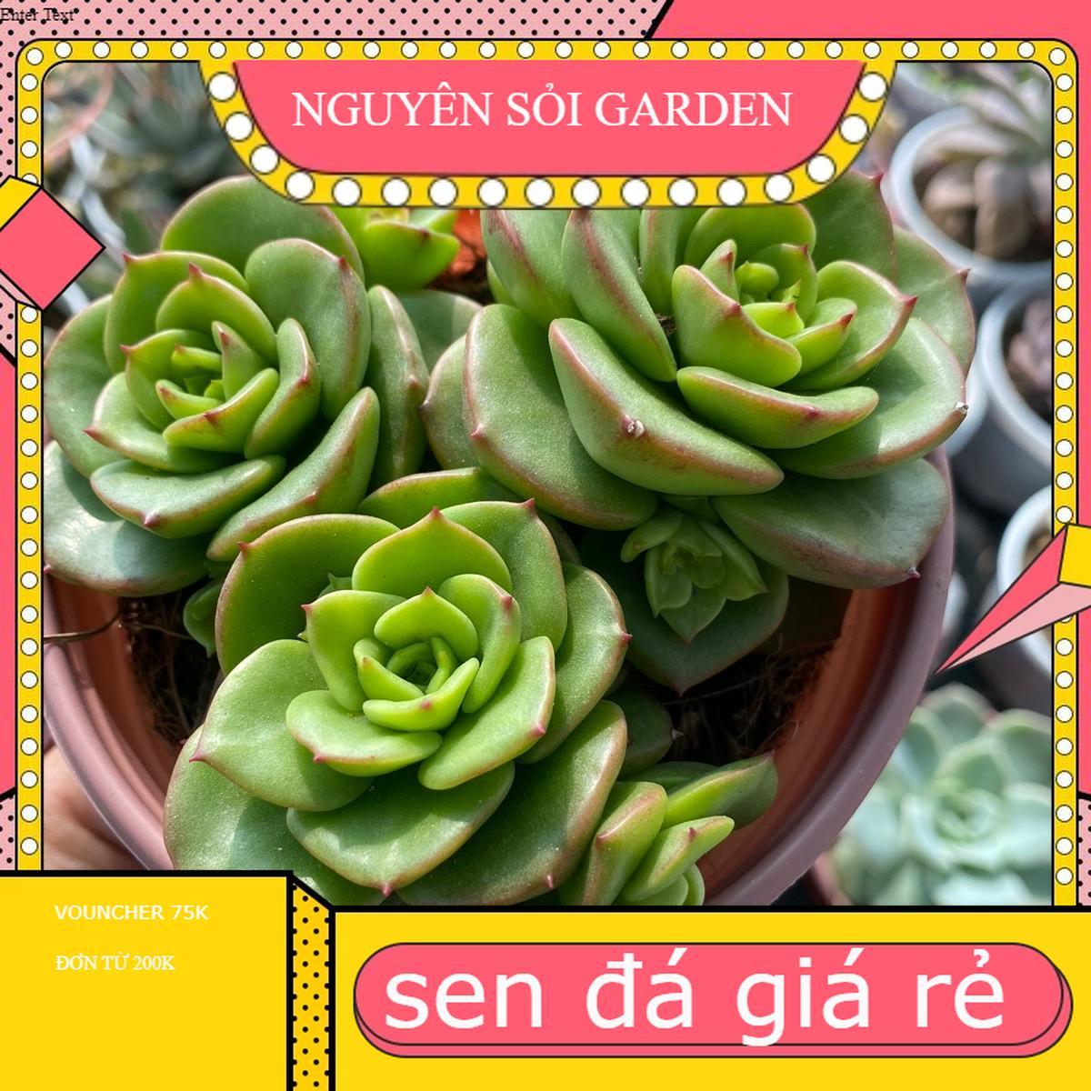 Sen đá size trung đồng giá