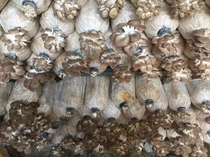 Phôi nấm bào ngư xám