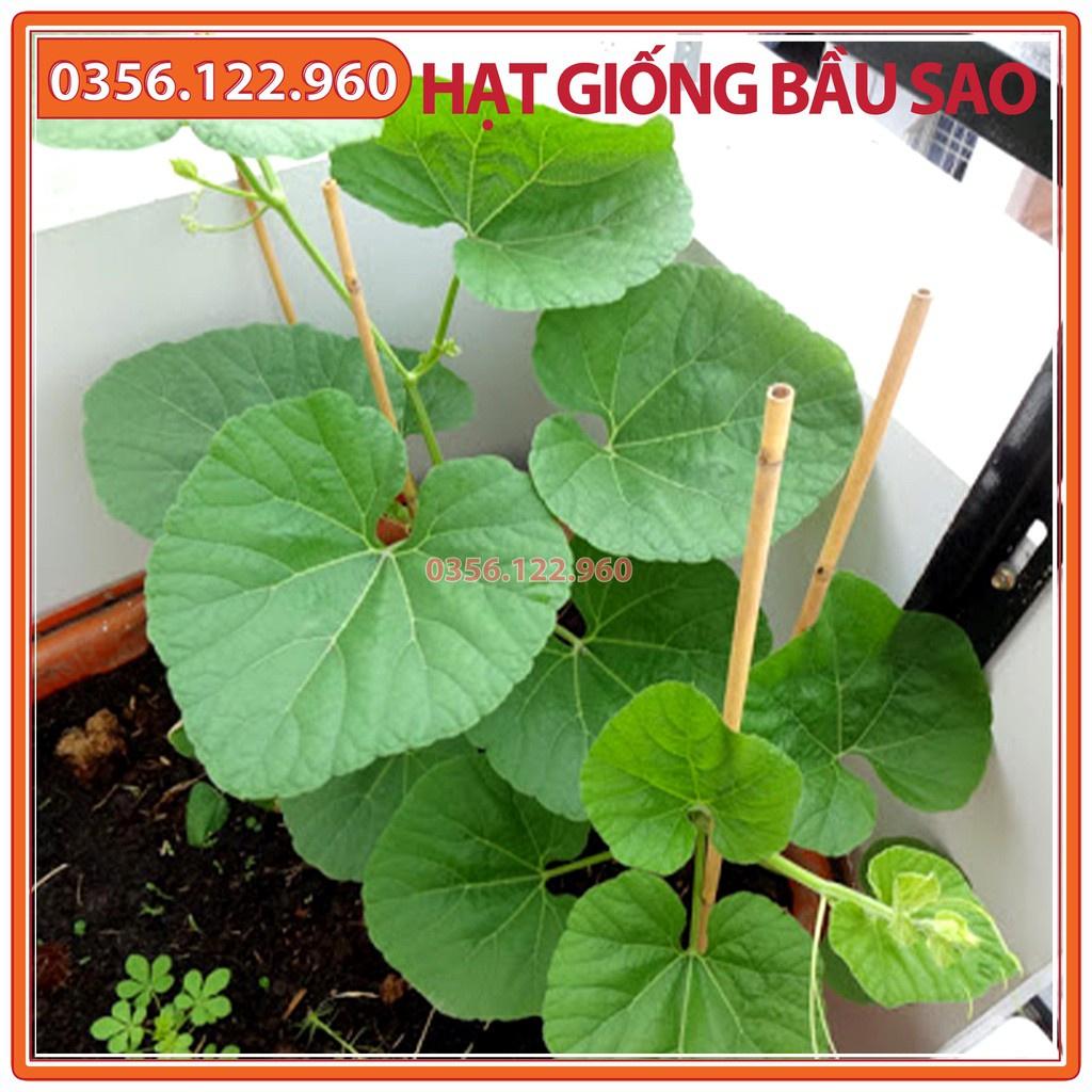Set 10 Hạt giống bầu sao F1