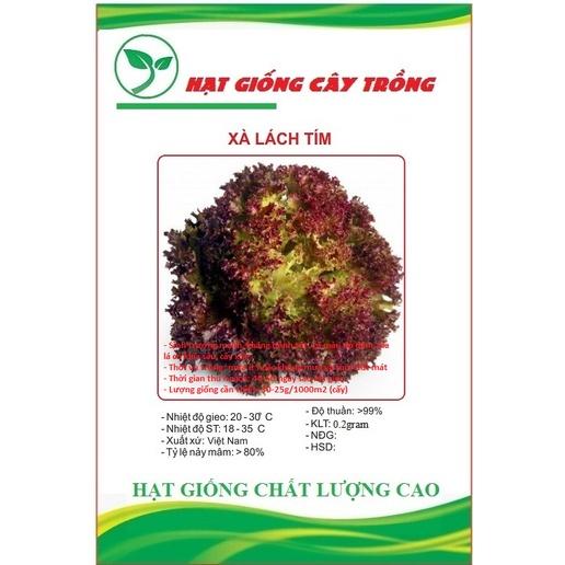 Hạt giống rau xà lách xoăn tím cao sảo CT100 - Gói 0.2gram