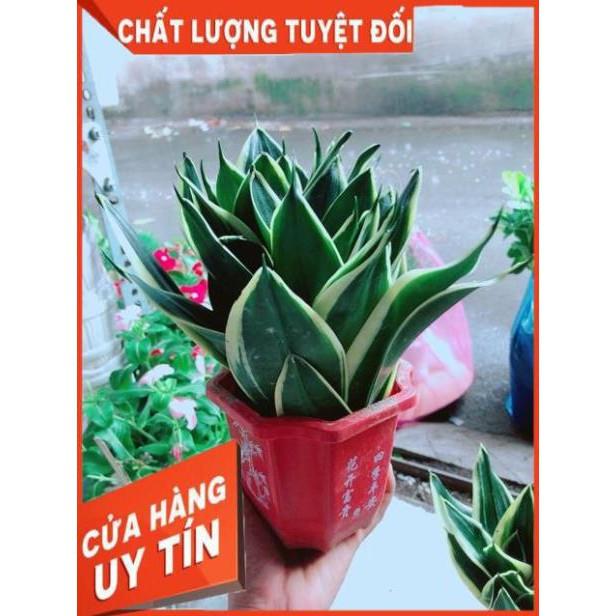 Chậu Lưỡi Hổ Thái Xanh