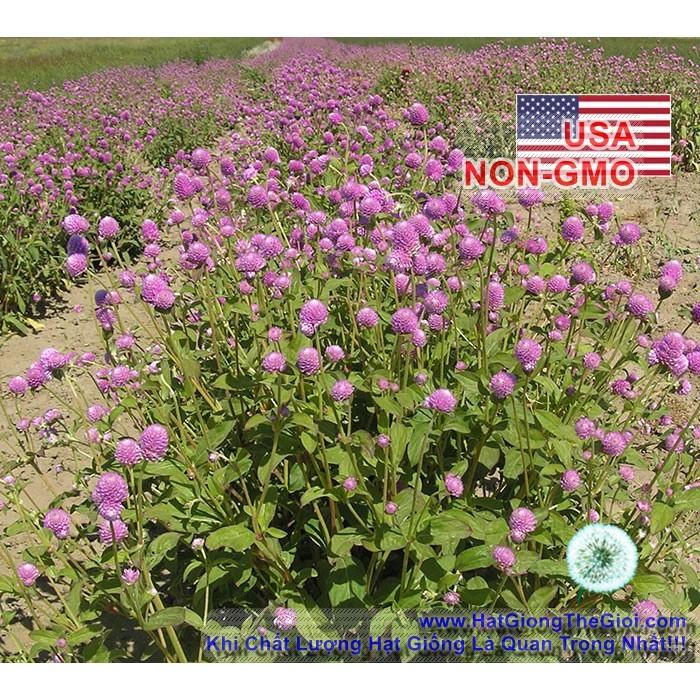 100h Hạt Giống Cúc Bách Nhật Salmon