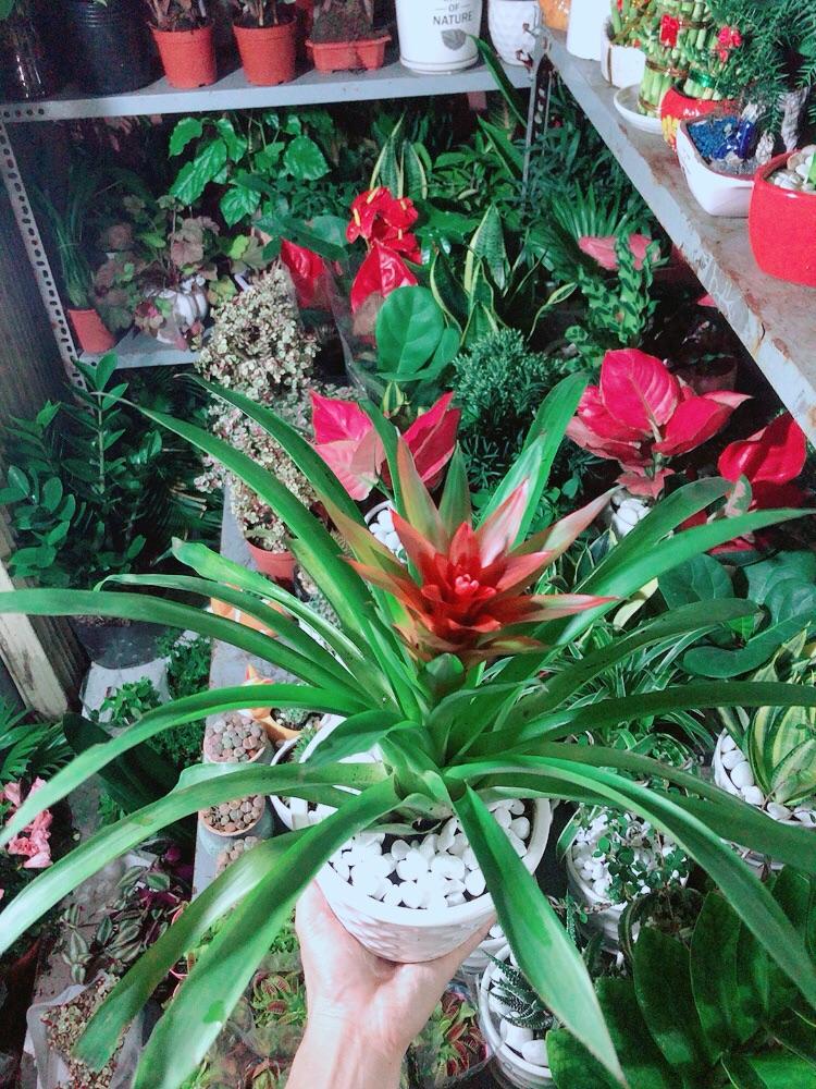 Chậu Cây Phong Lộc Hoa