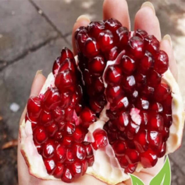 Cây giống Lựu Đỏ Lùn ẤN ĐỘ