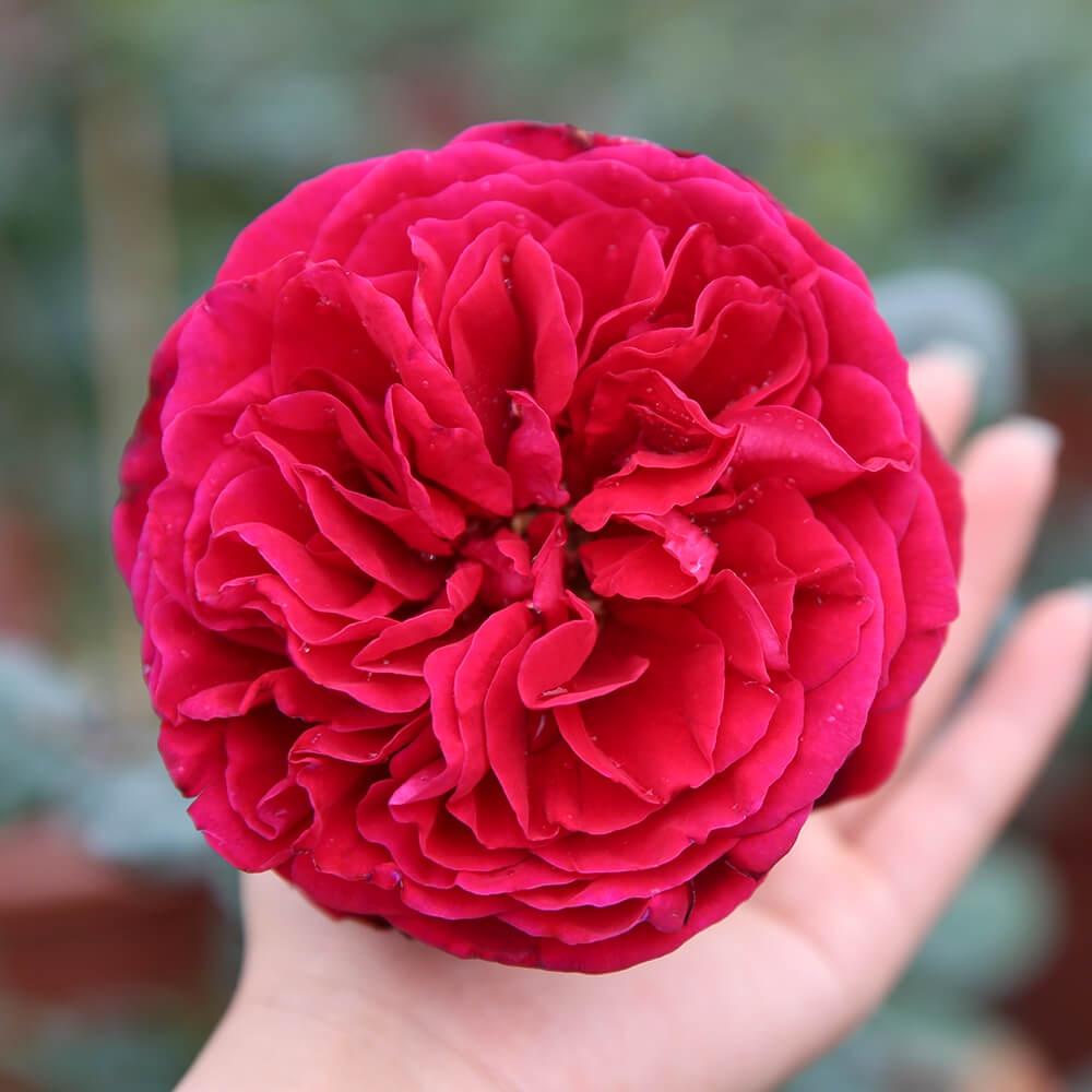 Hoa hồng Ngoại Rouge Royal Siêu Thơm - cây giống ươm bầu ổn định