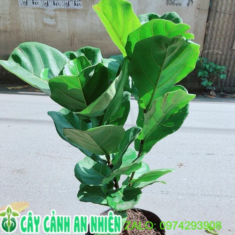 Cây Bàng Singapore Cao 70-80cm