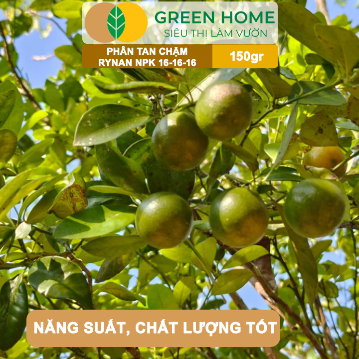 Phân Tan Chậm GreenHome, Rynan NPK 16-16-16, Hũ 150gr, Dùng Cho Cây Có Múi Khỏe Bền Tán Xanh Rễ Mạnh