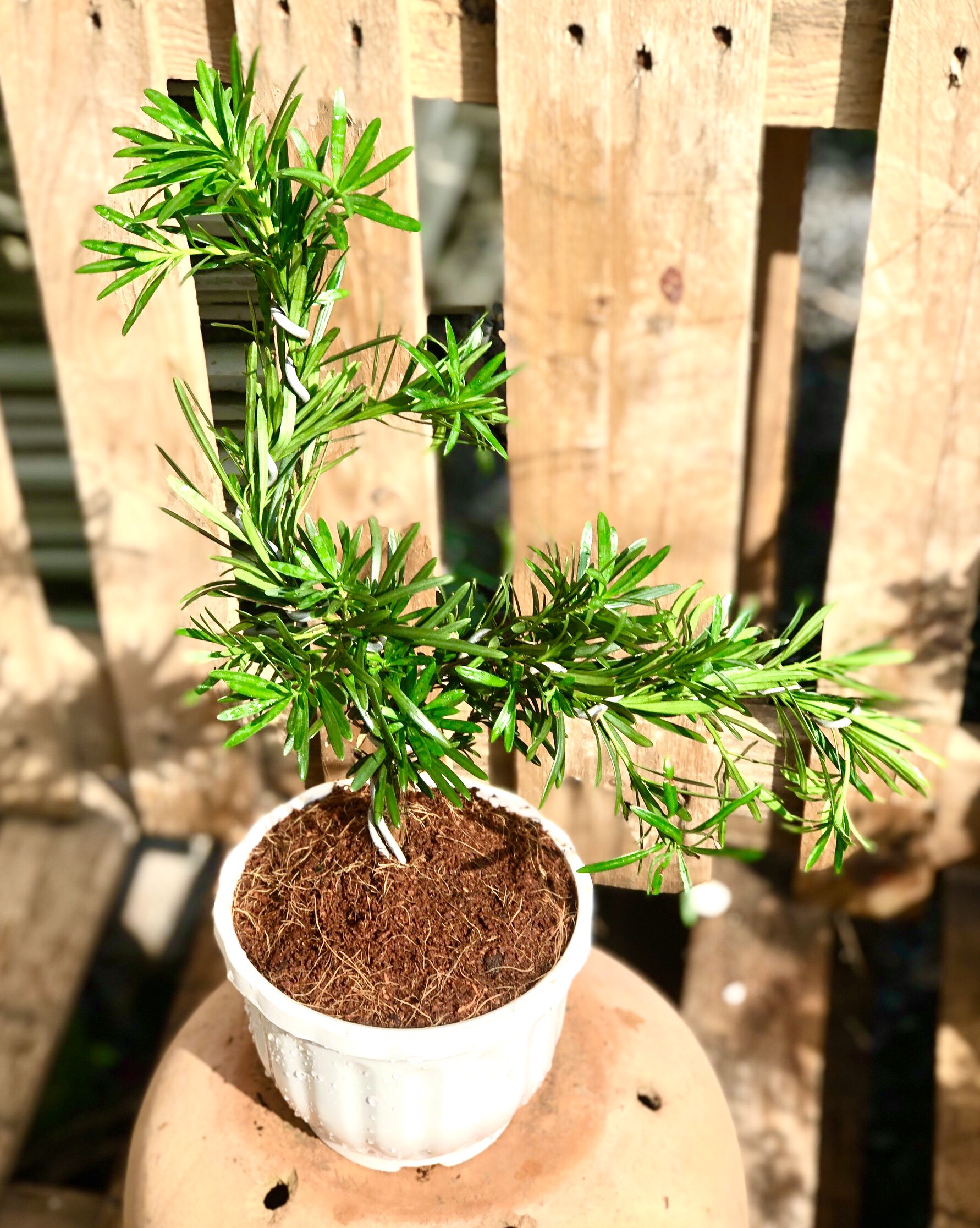 Cây Vạn Niên Tùng dáng bonsai