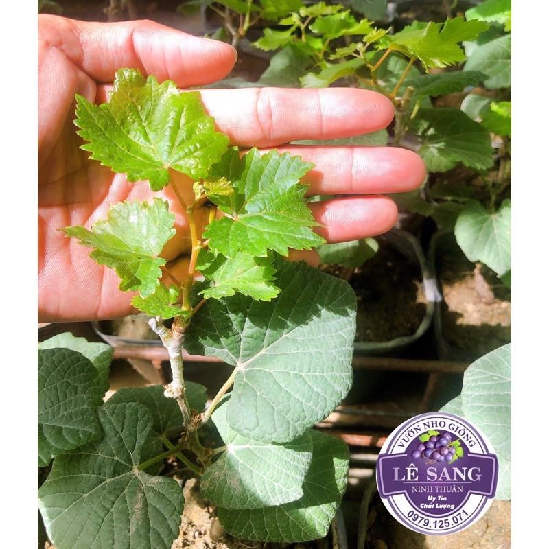 Cây Nho Ngón Tay