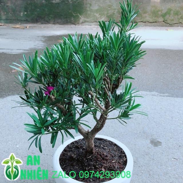 Chậu Cây Tùng Bồng Lai Size Lớn