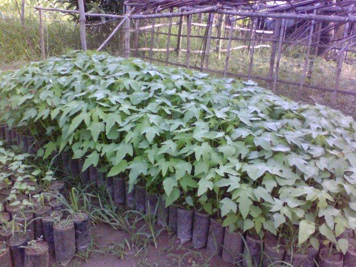CÂY ĐU ĐỦ VÀNG SIÊU TRÁI