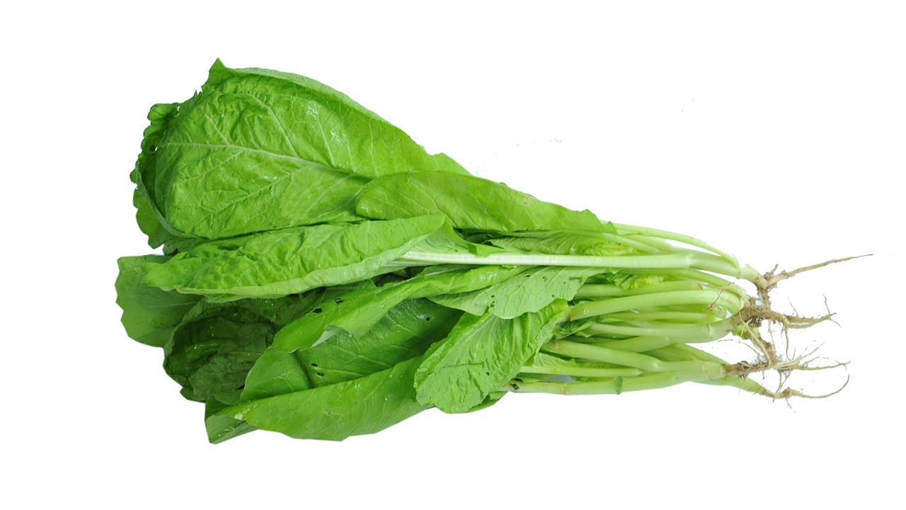 20 gram hạt giống rau cải mơ