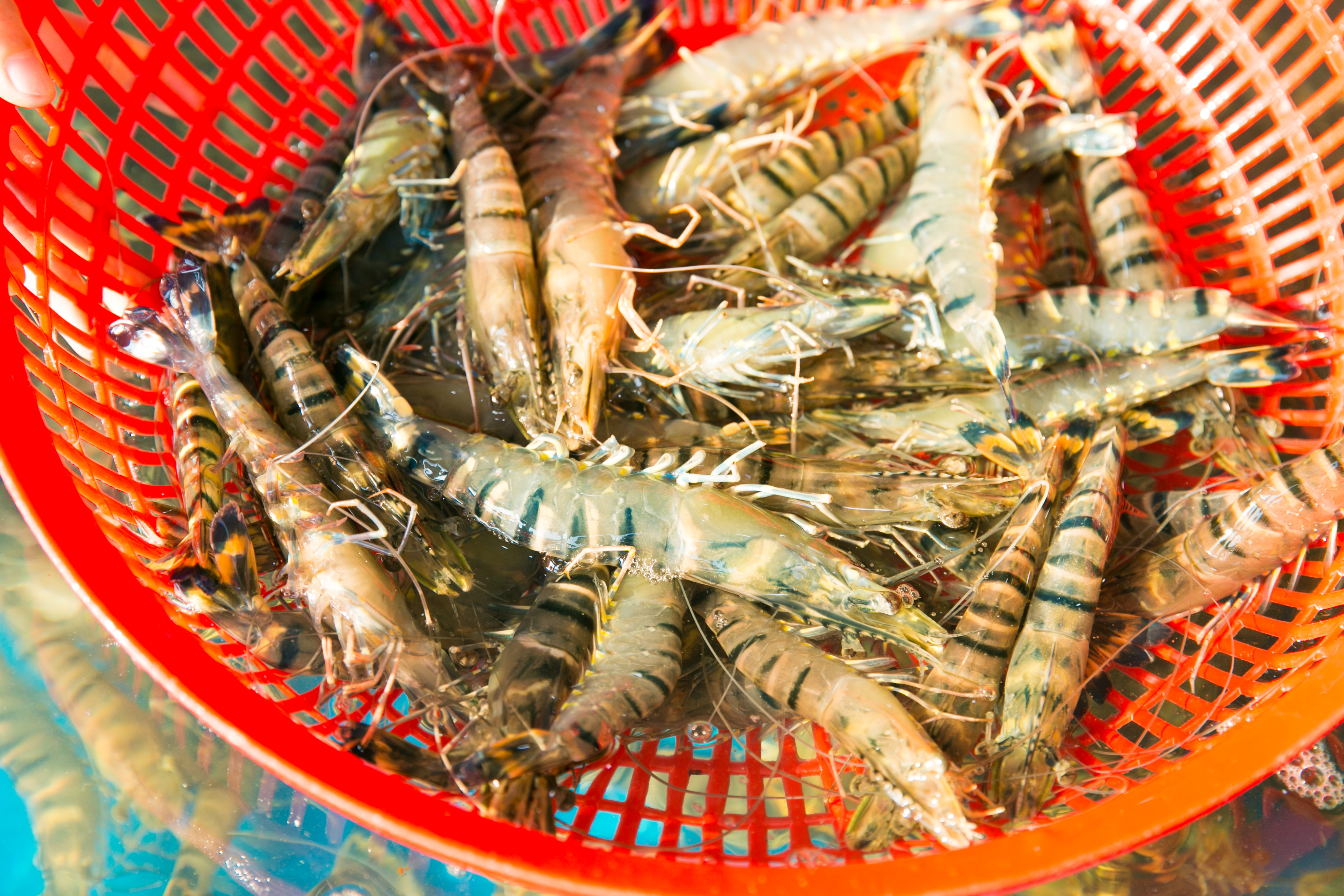 Cá hồi fillet SG Food 200g