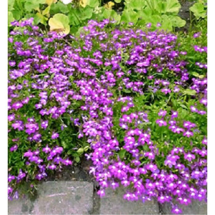 Hạt giống hoa cúc lobelia nhiêu màu,hạt giống tốt - gói 100 hạt