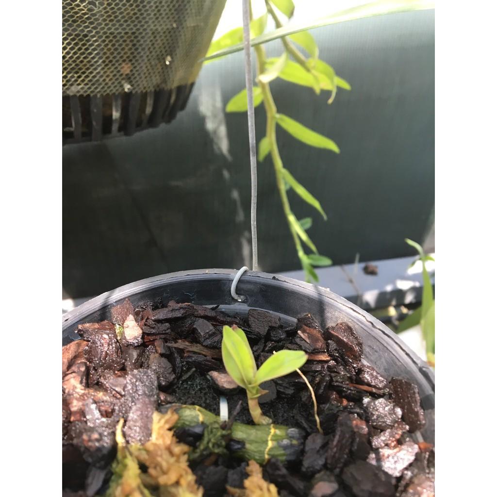 Kei giống lan giả hạc cao 1-3 cm