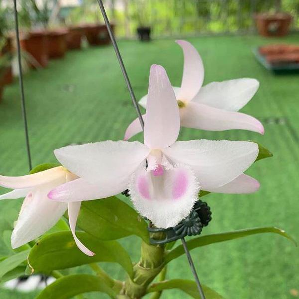 Cốc lan phi điệp đột biến 5 cánh HỒNG YÊN THỦY, hoa cực đẹp, cực hiếm, hàng gieo hạt, cây y hình