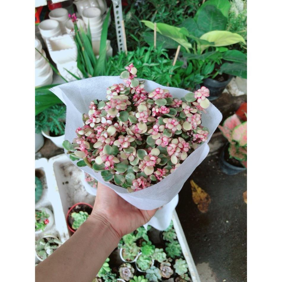 Sen Đá Đô La Hồng Trắng