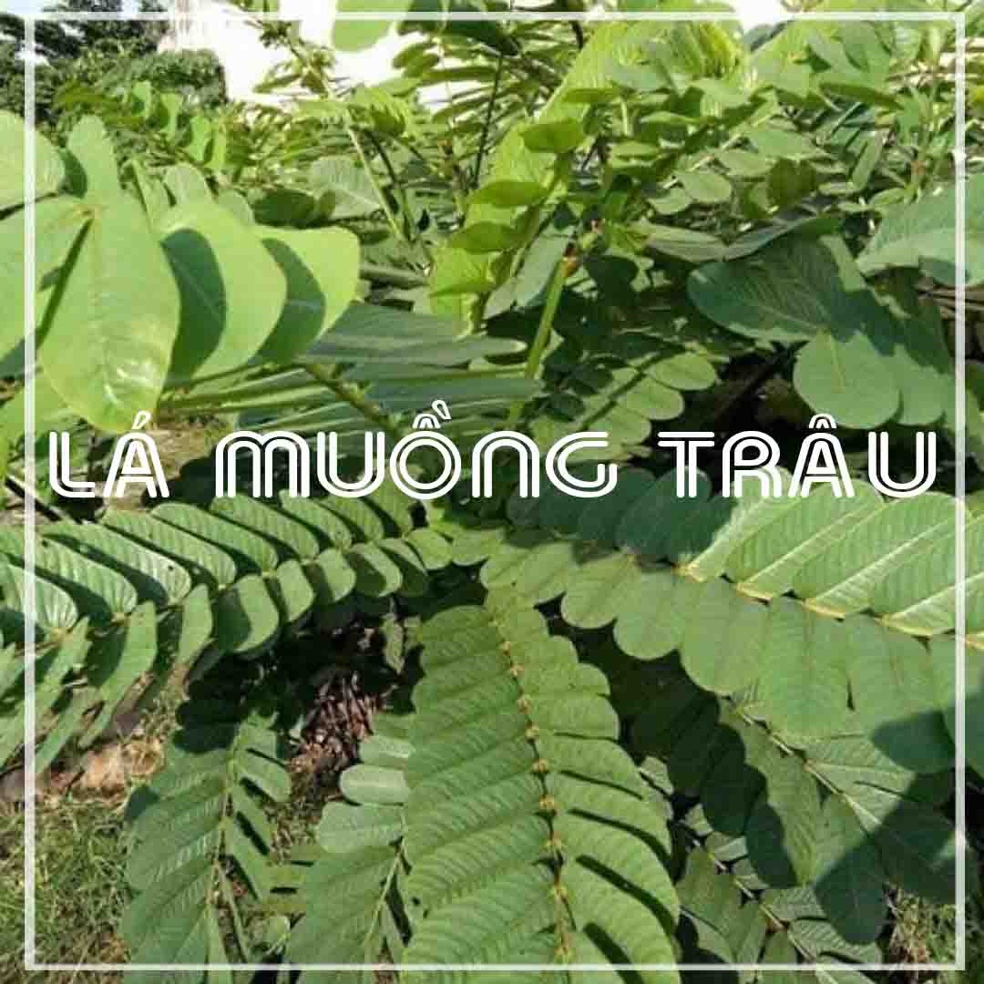Lá Muồng Trâu khô đóng gói 500gram