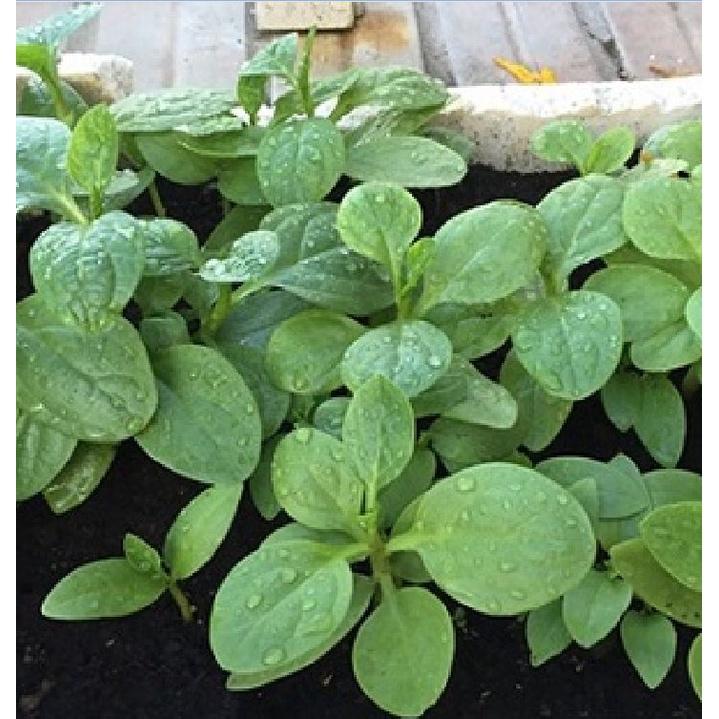 Bộ 2 gói hạt giống rau mồng tơi xanh lá to,-gói 20grm-tặng kèm gói phân bón lót