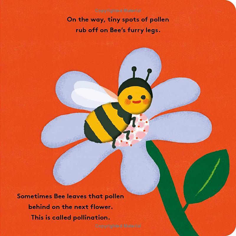 Sách ngoại văn: Little Life Cycles - Bee