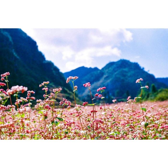 Hạt giống hoa tam giác mạch KNS3665 - Gói 100 hạt