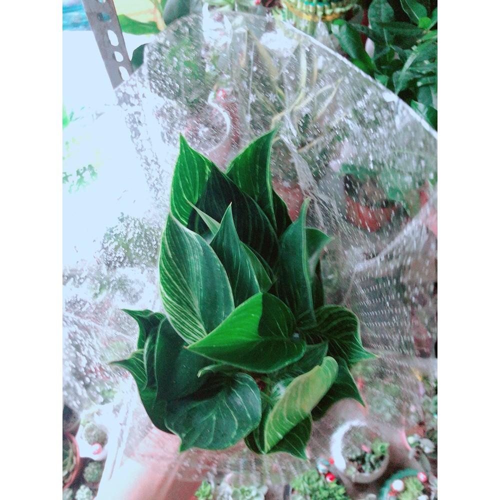 Cây Trầu Bà Cẩm Thạch Hay Trầu Bà Kim Cương Hoặc PHILODENDRON BIRKIN