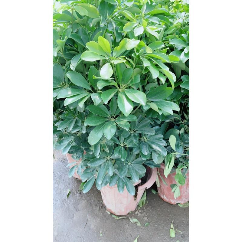 Ngũ Gia Bì Size Đại